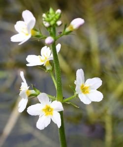 Hottonie des marais - Water Violet (Fleur de Bach n°34) BIO, 10 ml